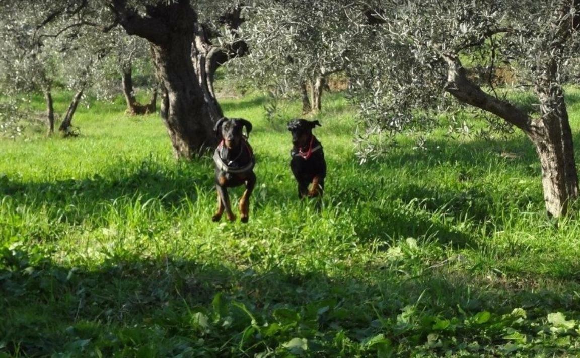 Dolce Vita Campiglia Marittima Exteriér fotografie